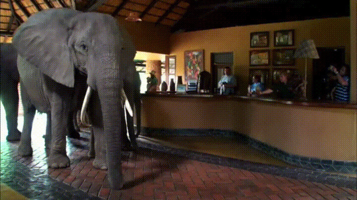 elephant in the room