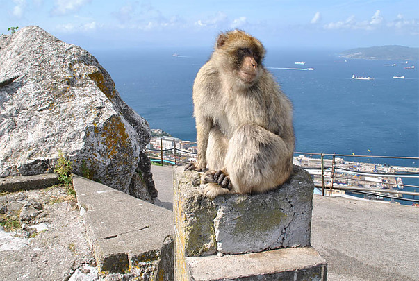 rock of gibraltar with barbary ape
