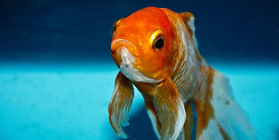 attention span goldfish human 2023