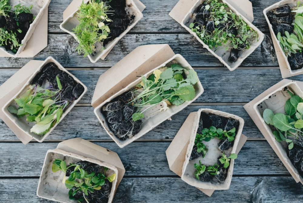 grow your own vegetables to save money during the recession
